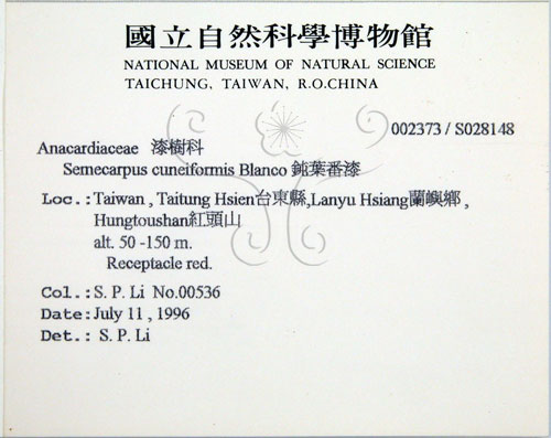 中文名:鈍葉大果漆(S028148)學名:Semecarpus cuneiformis Blanco(S028148)