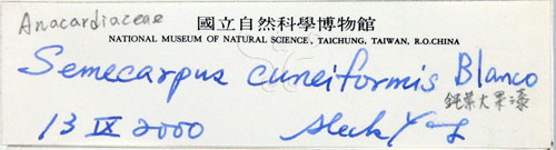 中文名:鈍葉大果漆(S032190)學名:Semecarpus cuneiformis Blanco(S032190)