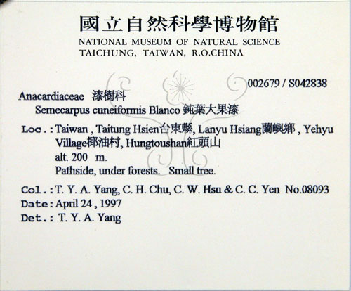 中文名:鈍葉大果漆(S042838)學名:Semecarpus cuneiformis Blanco(S042838)