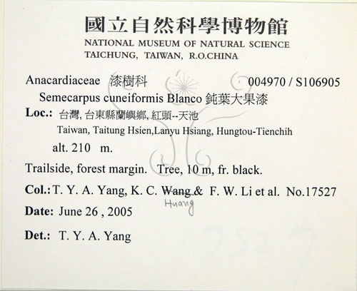 中文名:鈍葉大果漆(S106905)學名:Semecarpus cuneiformis Blanco(S106905)