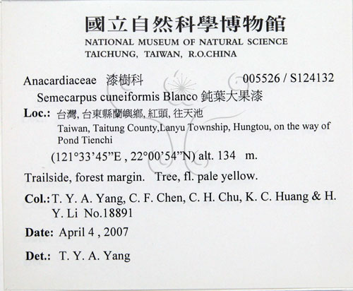 中文名:鈍葉大果漆(S124132)學名:Semecarpus cuneiformis Blanco(S124132)