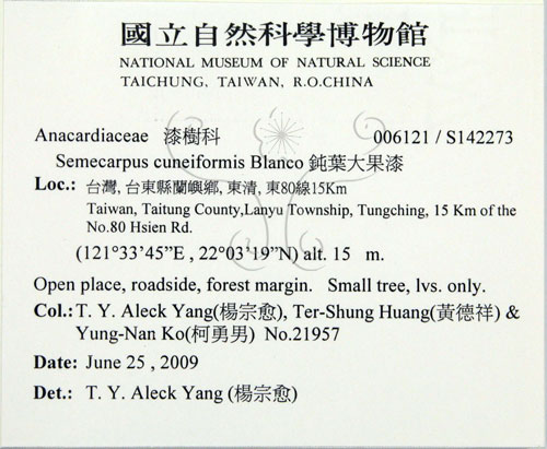 中文名:鈍葉大果漆(S142273)學名:Semecarpus cuneiformis Blanco(S142273)