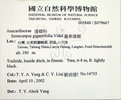 中文名:臺東漆樹(S079667)學名:Semecarpus gigantifolia Vidal(S079667)英文名:Giant-leaved marking-nut