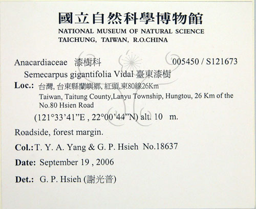 中文名:臺東漆樹(S121673)學名:Semecarpus gigantifolia Vidal(S121673)英文名:Giant-leaved marking-nut