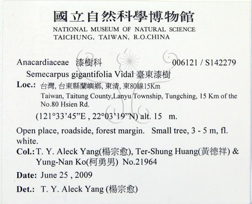 中文名:臺東漆樹(S142279)學名:Semecarpus gigantifolia Vidal(S142279)英文名:Giant-leaved marking-nut