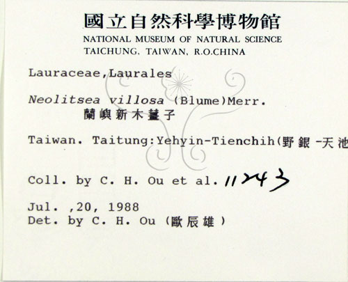 中文名:蘭嶼新木薑子(S005656)學名:Neolitsea villosa (Blume) Merr.(S005656)中文別名:白新木薑子拉丁同物異名:Neolitsea sericea (Bl.) Koidz.