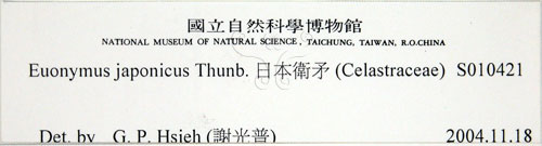 中文名:日本衛矛(S010421)學名:Euonymus japonicus Thunb.(S010421)中文別名:大葉黃楊拉丁同物異名:Euonymus japonicus Thunb.