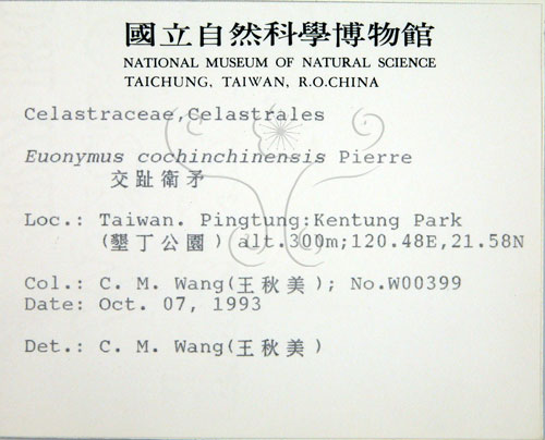 中文名:交趾衛矛(S012344)學名:Euonymus cochinchinensis Pierre(S012344)