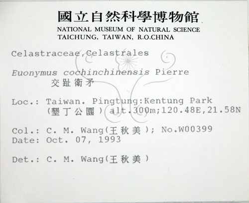 中文名:交趾衛矛(S012346)學名:Euonymus cochinchinensis Pierre(S012346)
