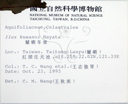 中文名:草野氏冬青(S012618)學名:Ilex kusanoi Hayata(S012618)