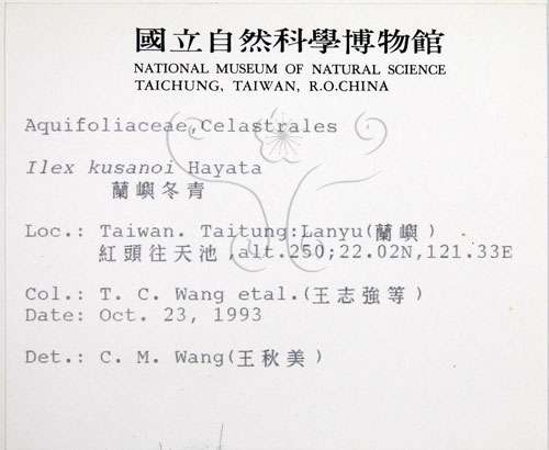 中文名:草野氏冬青(S012620)學名:Ilex kusanoi Hayata(S012620)