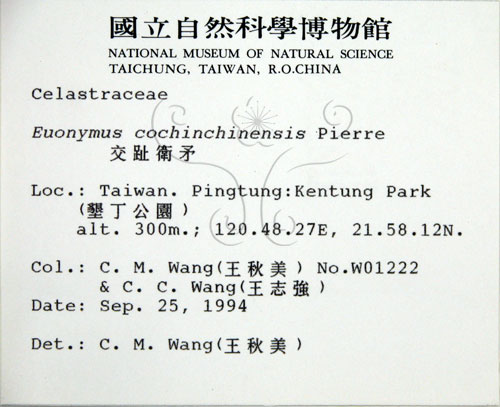 中文名:交趾衛矛(S014529)學名:Euonymus cochinchinensis Pierre(S014529)
