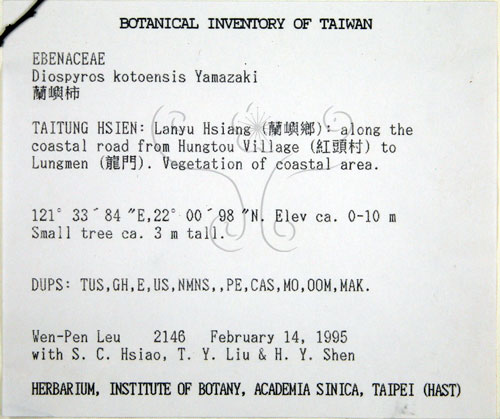 中文名:蘭嶼柿(S016263)學名:Diospyros kotoensis Yamazaki(S016263)
