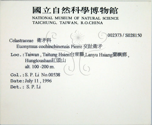 中文名:交趾衛矛(S028150)學名:Euonymus cochinchinensis Pierre(S028150)