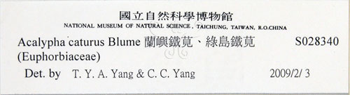 中文名:蘭嶼鐵莧(S028340)學名:Acalypha caturus Blume(S028340)中文別名:綠島鐵莧