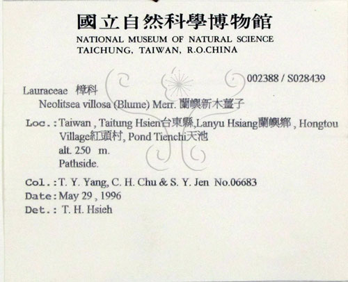 中文名:蘭嶼新木薑子(S028439)學名:Neolitsea villosa (Blume) Merr.(S028439)中文別名:白新木薑子拉丁同物異名:Neolitsea sericea (Bl.) Koidz.