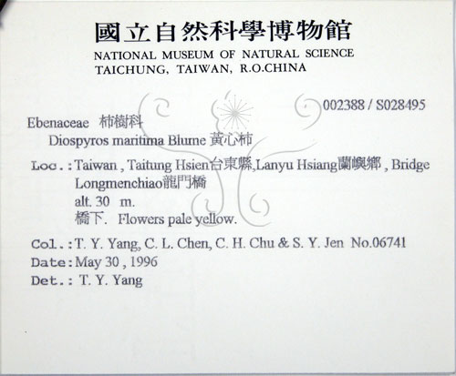中文名:黃心柿(S028495)學名:Diospyros maritima Blume(S028495)