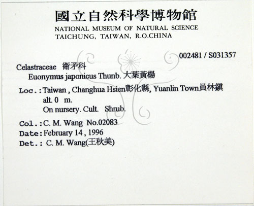 中文名:日本衛矛(S031357)學名:Euonymus japonicus Thunb.(S031357)中文別名:大葉黃楊拉丁同物異名:Euonymus japonicus Thunb.