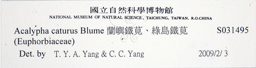 中文名:蘭嶼鐵莧(S031495)學名:Acalypha caturus Blume(S031495)中文別名:綠島鐵莧