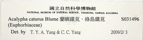 中文名:蘭嶼鐵莧(S031496)學名:Acalypha caturus Blume(S031496)中文別名:綠島鐵莧