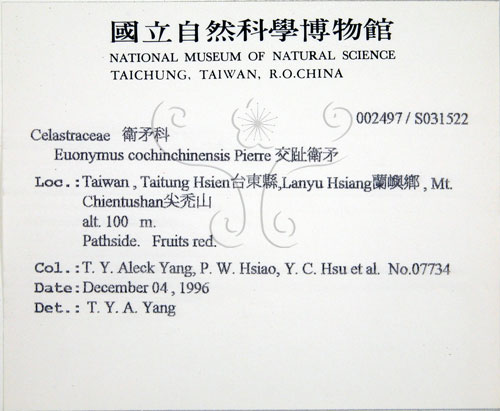 中文名:交趾衛矛(S031522)學名:Euonymus cochinchinensis Pierre(S031522)
