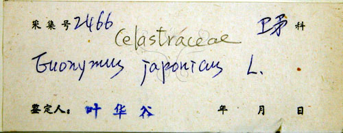 中文名:日本衛矛(S038712)學名:Euonymus japonicus Thunb.(S038712)中文別名:大葉黃楊拉丁同物異名:Euonymus japonicus Thunb.