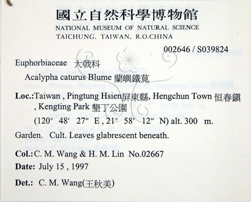 中文名:蘭嶼鐵莧(S039824)學名:Acalypha caturus Blume(S039824)中文別名:綠島鐵莧