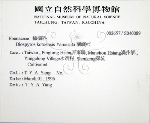 中文名:蘭嶼柿(S040089)學名:Diospyros kotoensis Yamazaki(S040089)