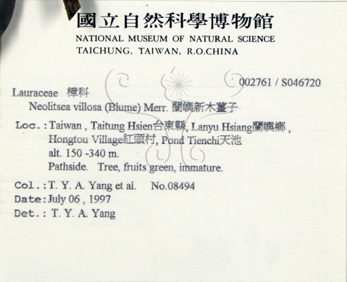中文名:蘭嶼新木薑子(S046720)學名:Neolitsea villosa (Blume) Merr.(S046720)中文別名:白新木薑子拉丁同物異名:Neolitsea sericea (Bl.) Koidz.