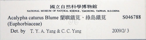 中文名:蘭嶼鐵莧(S046788)學名:Acalypha caturus Blume(S046788)中文別名:綠島鐵莧