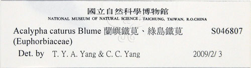 中文名:蘭嶼鐵莧(S046807)學名:Acalypha caturus Blume(S046807)中文別名:綠島鐵莧