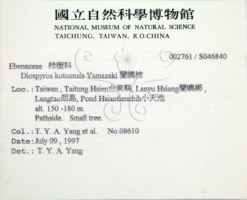 中文名:蘭嶼柿(S046840)學名:Diospyros kotoensis Yamazaki(S046840)