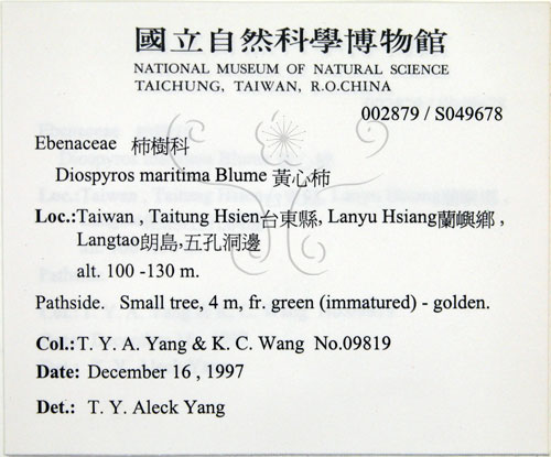 中文名:黃心柿(S049678)學名:Diospyros maritima Blume(S049678)