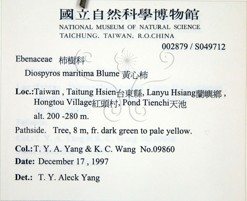 中文名:黃心柿(S049712)學名:Diospyros maritima Blume(S049712)