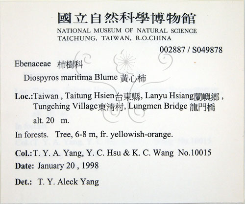 中文名:黃心柿(S049878)學名:Diospyros maritima Blume(S049878)