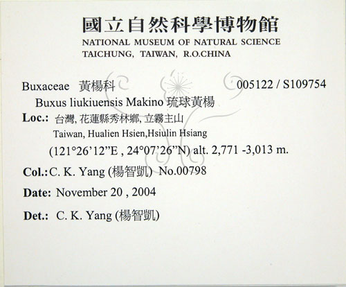 中文名:琉球黃楊(S109754)學名:Buxus liukiuensis Makino(S109754)