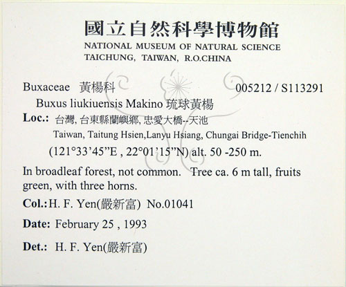 中文名:琉球黃楊(S113291)學名:Buxus liukiuensis Makino(S113291)