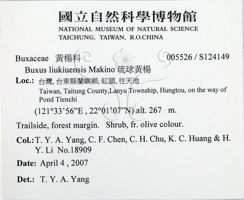 中文名:琉球黃楊(S124149)學名:Buxus liukiuensis Makino(S124149)