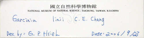中文名:蘭嶼福木(S068653)學名:Garcinia linii C. E. Chang(S068653)中文別名:林氏福木