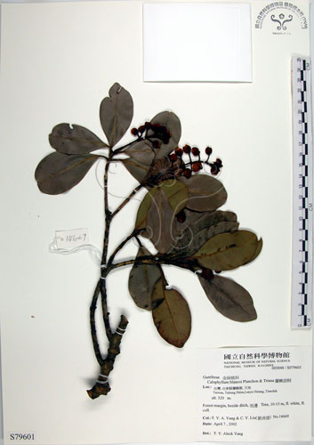 中文名:蘭嶼胡桐(S079601)學名:Calophyllum blancoi Planch.(S079601)
