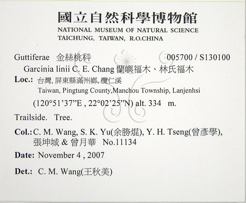 中文名:蘭嶼福木(S130100)學名:Garcinia linii C. E. Chang(S130100)中文別名:林氏福木