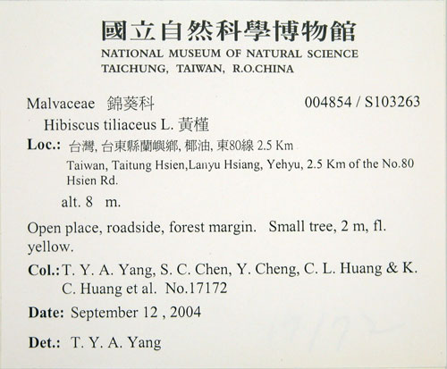 中文名:黃槿(S103263)學名:Hibiscus tiliaceus L.(S103263)英文名:Linden Hibiscus