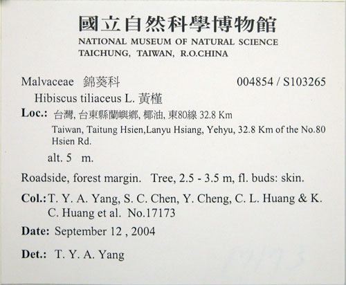 中文名:黃槿(S103265)學名:Hibiscus tiliaceus L.(S103265)英文名:Linden Hibiscus