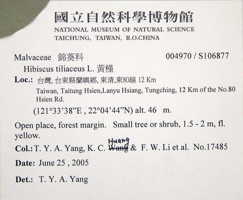 中文名:黃槿(S106877)學名:Hibiscus tiliaceus L.(S106877)英文名:Linden Hibiscus