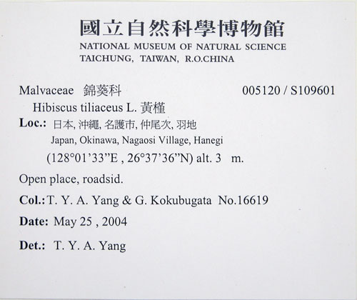 中文名:黃槿(S109601)學名:Hibiscus tiliaceus L.(S109601)英文名:Linden Hibiscus