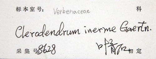 中文名:苦林盤(S129071)學名:Clerodendrum inerme (L.) Gaertn.(S129071)英文名:Seaside clerodendrun