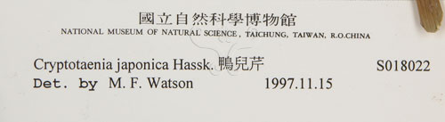 中文名:鴨兒芹(S018022)學名:Cryptotaenia japonica Hassk.(S018022)中文別名:山芹菜