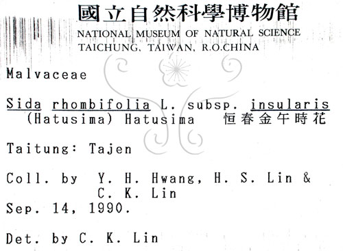 中文名:恆春金午時花(S001253)學名:Sida rhombifolia L. subsp. insularis (Hatusima) Hatusima(S001253)