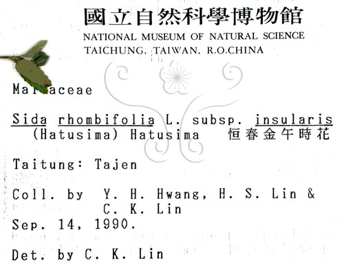 中文名:恆春金午時花(S001255)學名:Sida rhombifolia L. subsp. insularis (Hatusima) Hatusima(S001255)