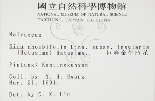 中文名:恆春金午時花(S001965)學名:Sida rhombifolia L. subsp. insularis (Hatusima) Hatusima(S001965)